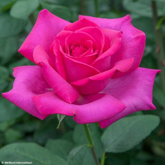 Rosier moderne 'velasquez' racines nues en motte