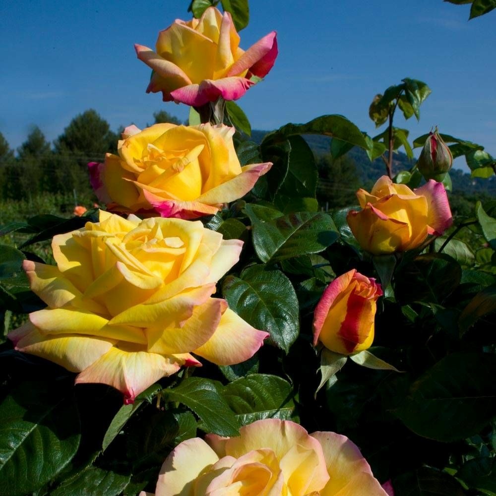 Rosier grimpant mme a. Meilland pot de 3l - 20/40 cm