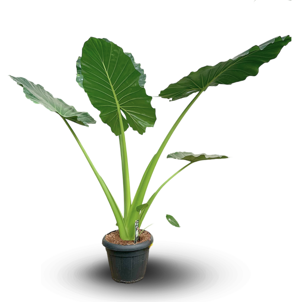 Alocasia portadora - oreille d'éléphan - ↕ 160-180 cm - ⌀ 35 cm - plante d'intérieur & plante d'extérieur