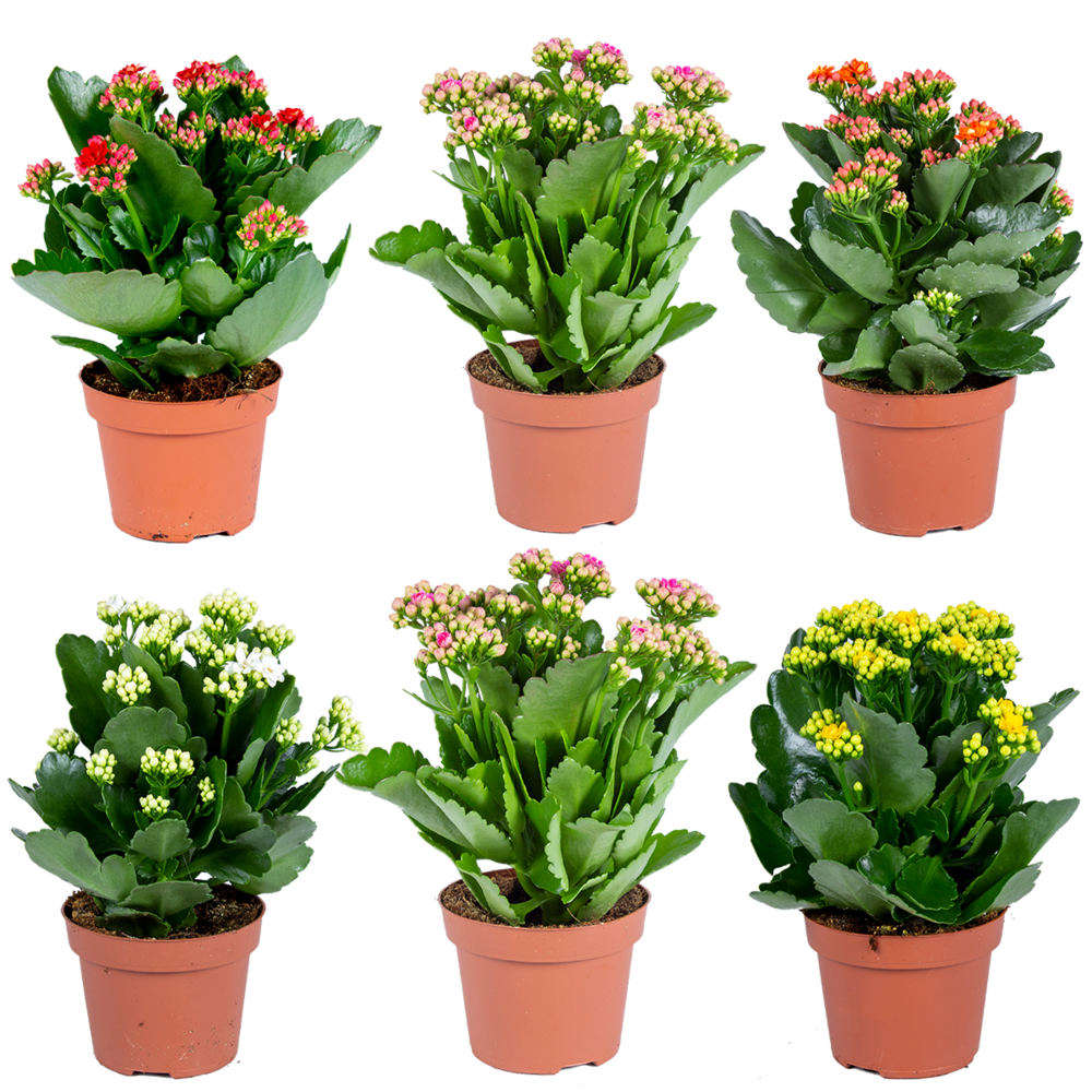 Kalanchoe - lot mixte de 6-plante d'extérieur et intérieur en pot de culture ⌀12 cm-↕25-30 cm