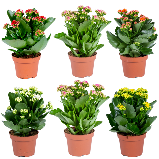 Kalanchoe - lot mixte de 6-plante d'extérieur et intérieur en pot de culture ⌀12 cm-↕25-30 cm