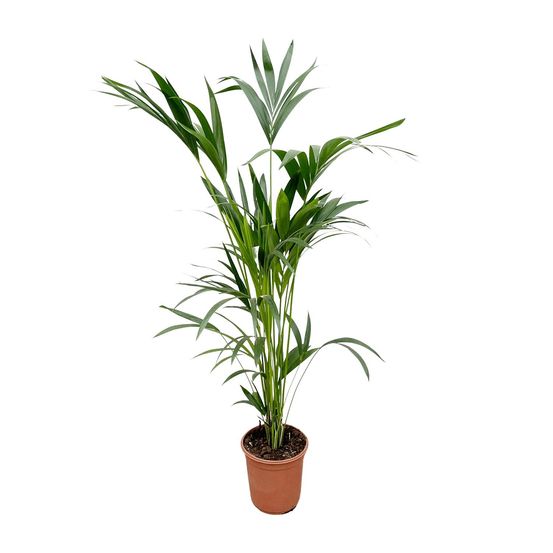 Palmier kentia - plantes d'intérieur