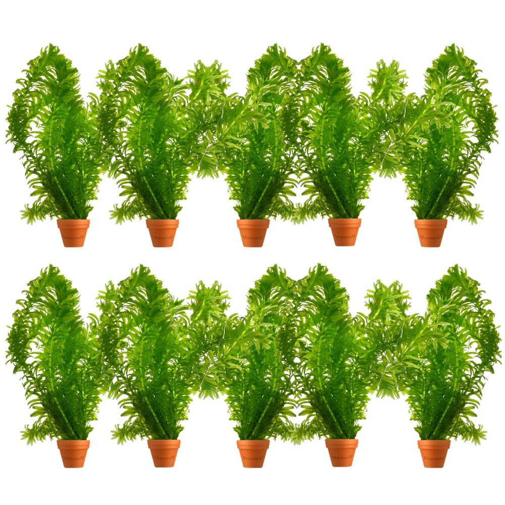 Elodea plants - plante oxygénante pour bassin, résistante au froid