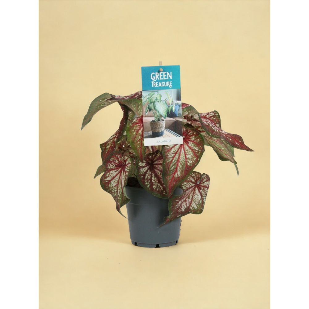 Caladium Bicolore - Plante D'intérieur 25 Cm, Pot 12 Cm, Feuilles Colorées Rose/vert/crème, Entretien Facile