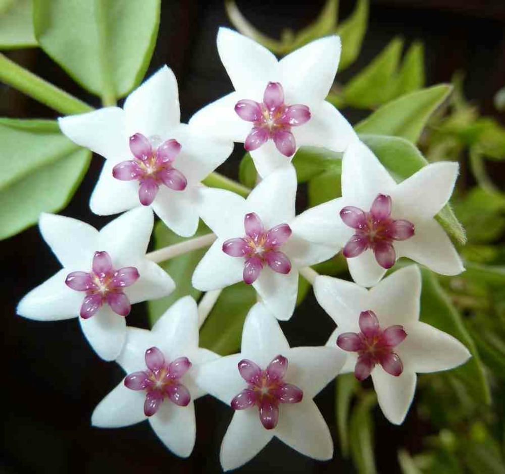 Hoya bella (fleur de porcelaine, fleur de cire) pot de 1 litre ? 30/40 cm - couleur floraison:blanc et rose