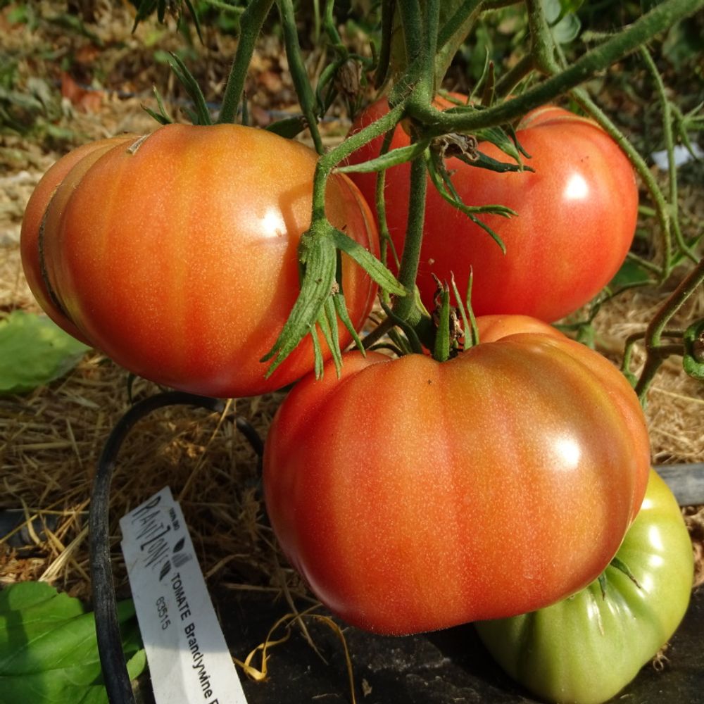 Plant tomate ancienne brandywine rouge bio - lot de 8