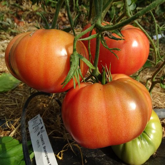Plant tomate ancienne brandywine rouge bio - lot de 8