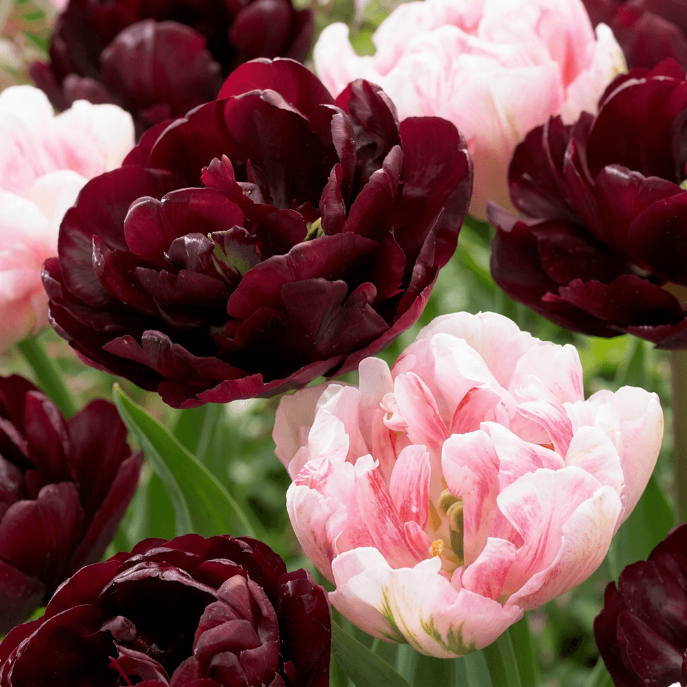 Tulipe 'sweet desire' en mélange (tulipa) - floraison printanière - calibre 11/12 - 12 bulbes