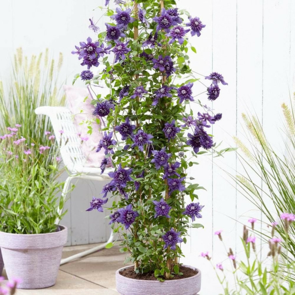 Clématite florida kokonoe® pot de 3l - echelle bambou 60/120 cm