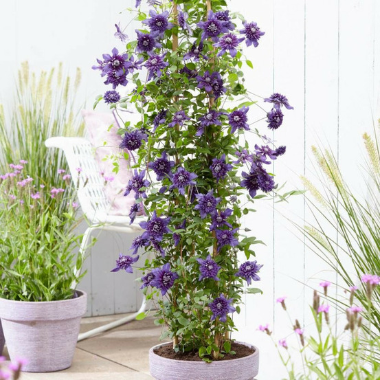 Clématite florida kokonoe® pot de 3l - echelle bambou 60/120 cm