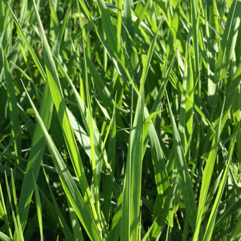 Ruban de bergère lot de 5 godets