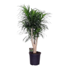 Plante d'intérieur - dracaena 'anita' 90.0cm