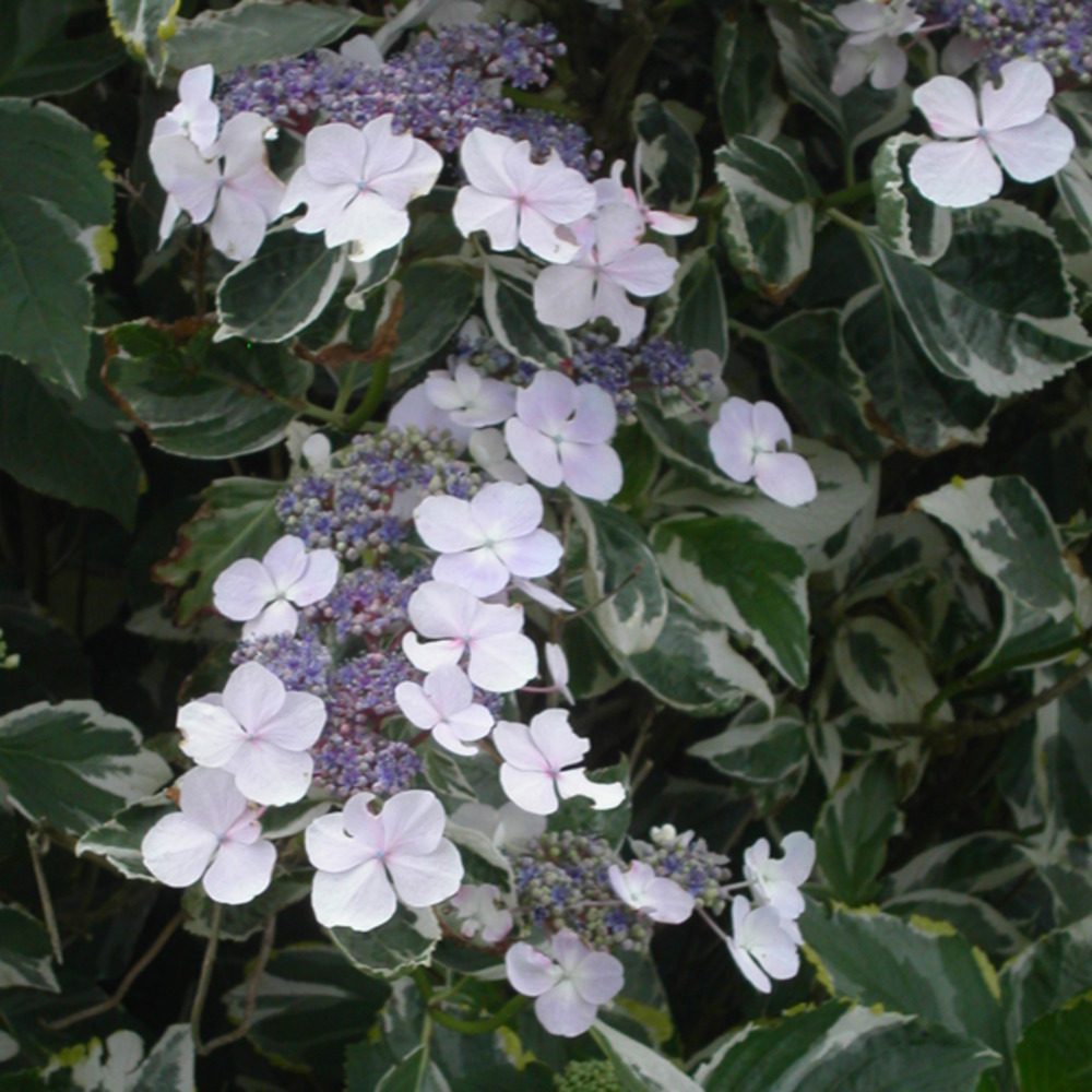 Hortensia 'tricolor' pot de 2l/3l