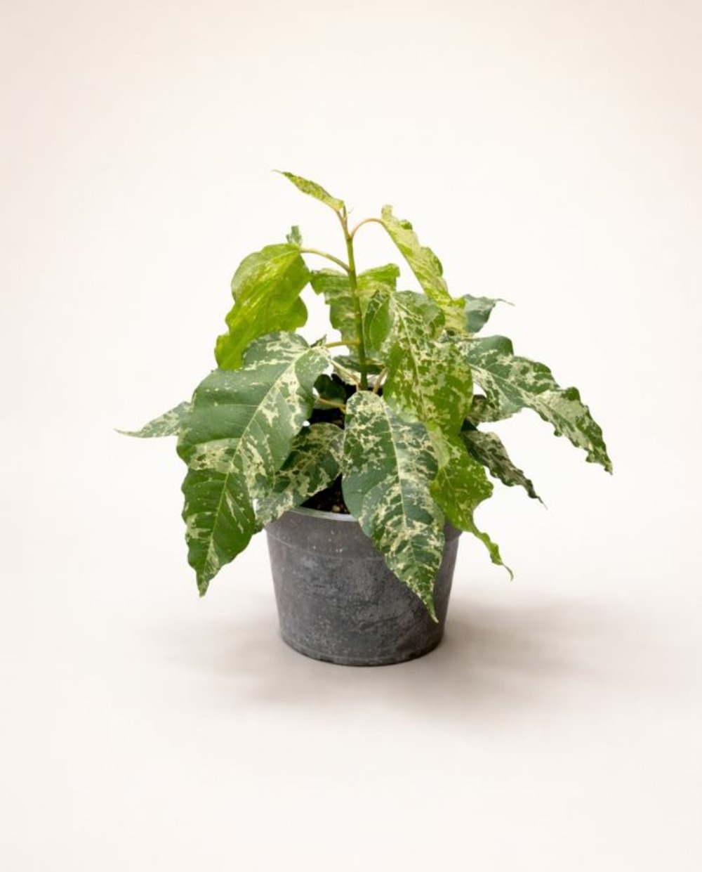 Ficus elastica snowstorm d. 12cm h. 25cm - plante d'intérieur