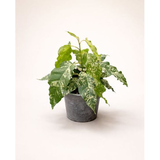 Ficus elastica snowstorm d. 12cm h. 25cm - plante d'intérieur