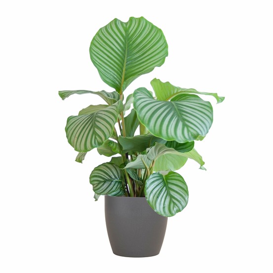 Calathea orbifolia et son pot gris - hauteur 65cm
