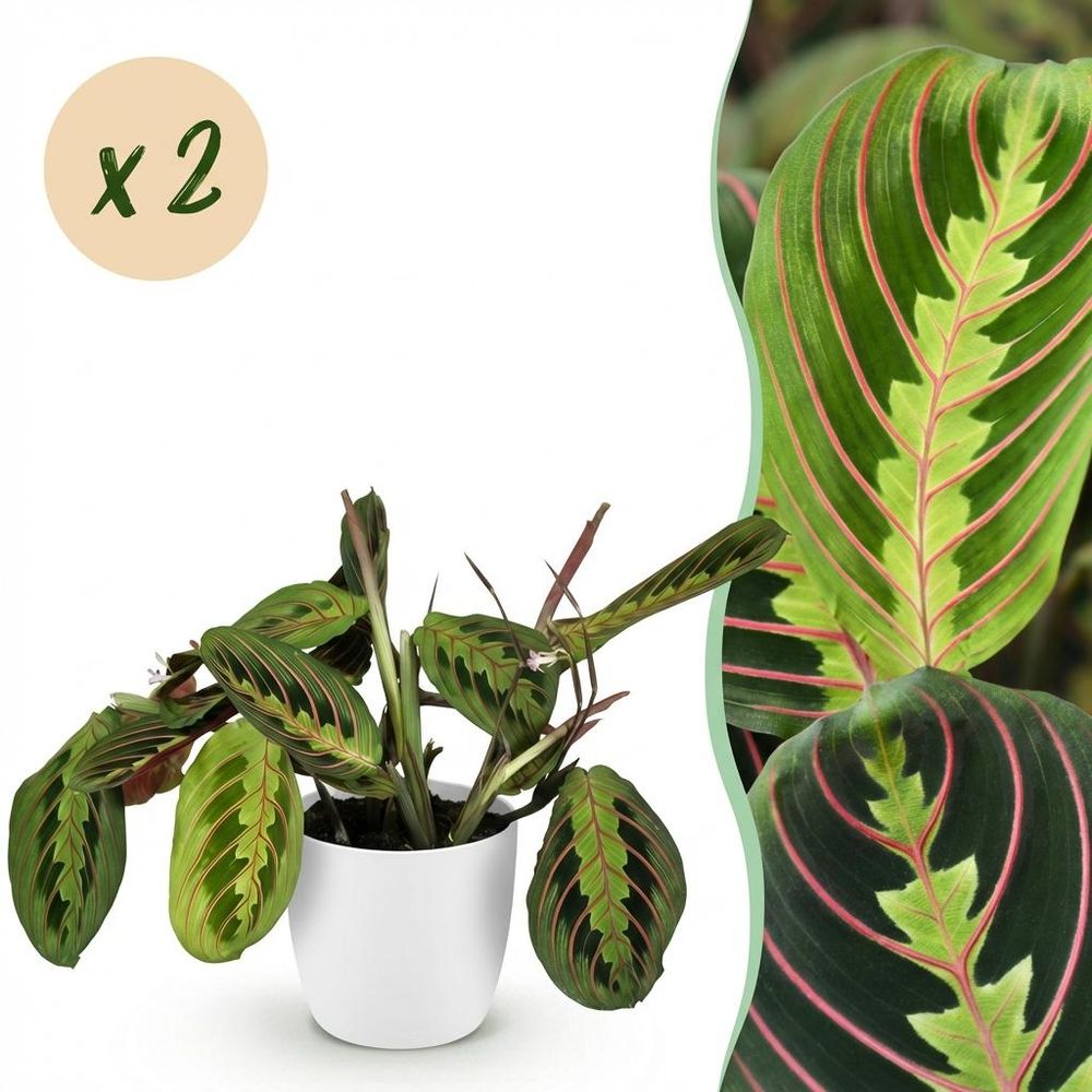 Maranta fascinator tricolour - pet-friendly - pot de 12cm - hauteur 25cm - plantes d'intérieur