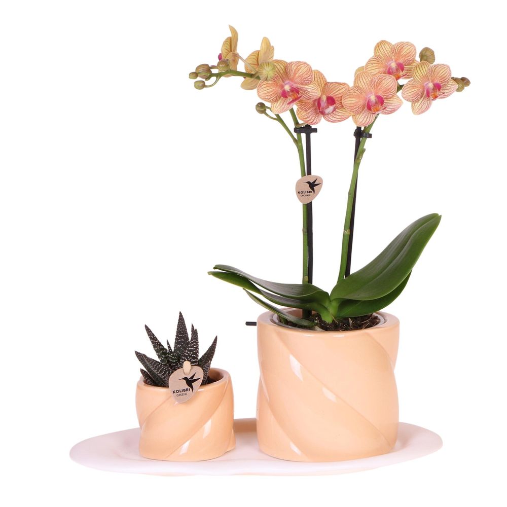 Orchidée phalaenopsis orange (phalaenopsis) - coffret avec plante verte + cache-pot décoratif - plantes d'intérieur