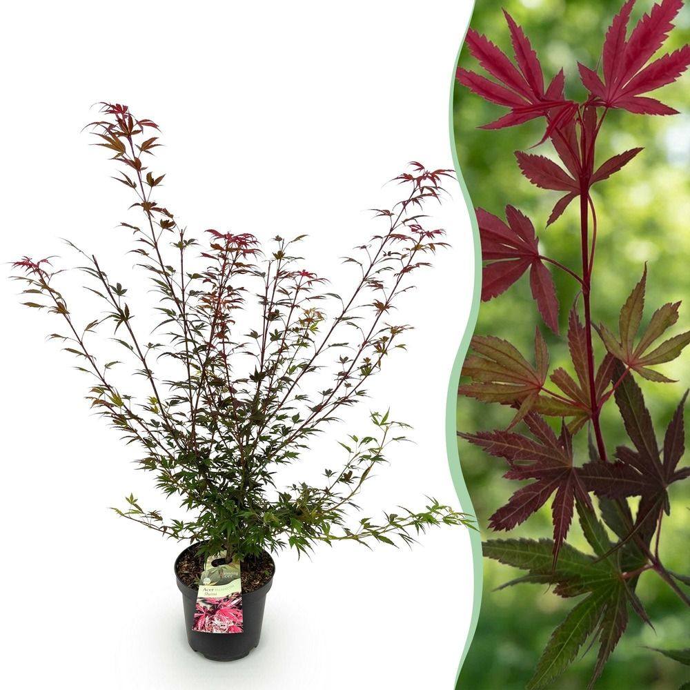 Érable du japon 'shaina' - pot 26 cm - hauteur 90 cm