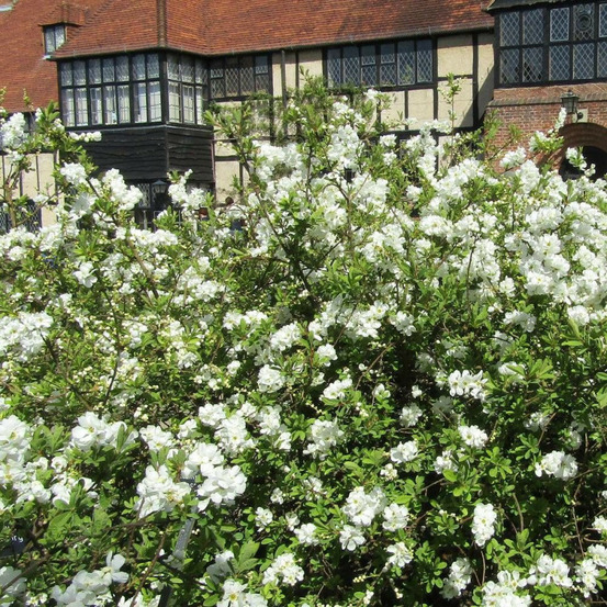 Arbre aux perles the bride, exochorda, exocorde pot de 3l - 20/40 cm