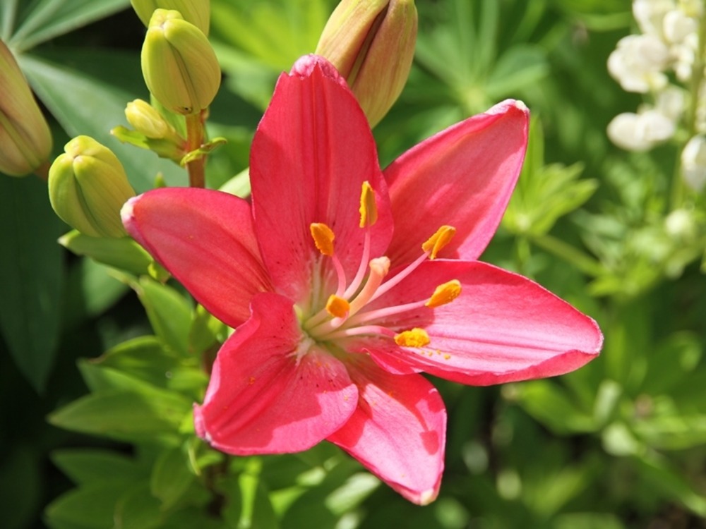 Lis 'foxtrot' bulbe calibre 14/16 (par 3)