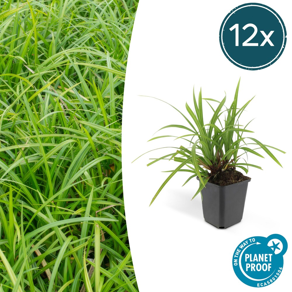 Carex laîche morrowii 'irish green' x12 – entre 0,75 et 1m2
