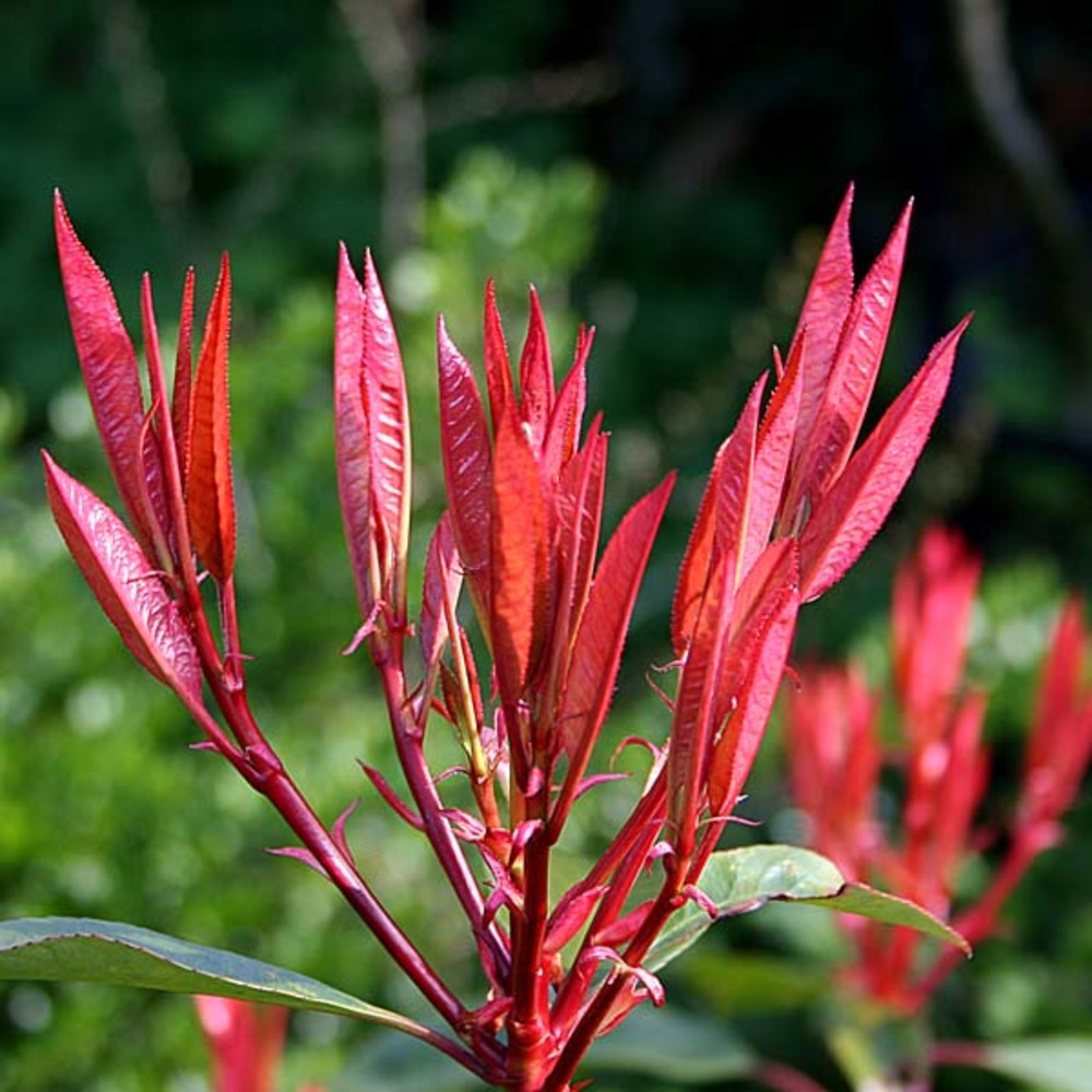 Photinia x fraseri 'red robin' godet de 8/9 cm