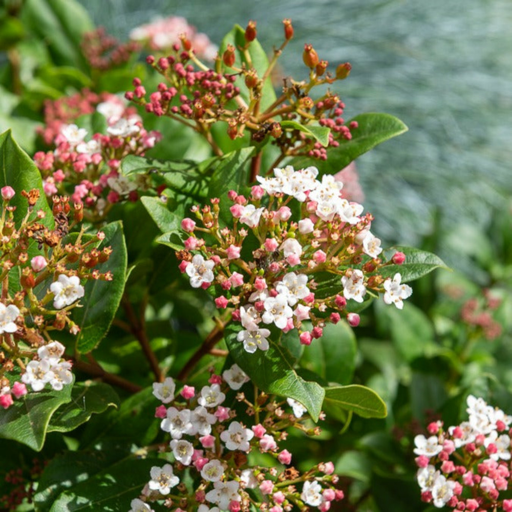 Viorne tin gwenllian - le pot / 1.3l / hauteur livrée 15-20cm, vendu par lot de 2