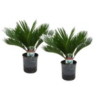 Cycas revoluta - palmier intérieur et extérieur - set de 2 - pot 15cm - hauteur 45-60cm