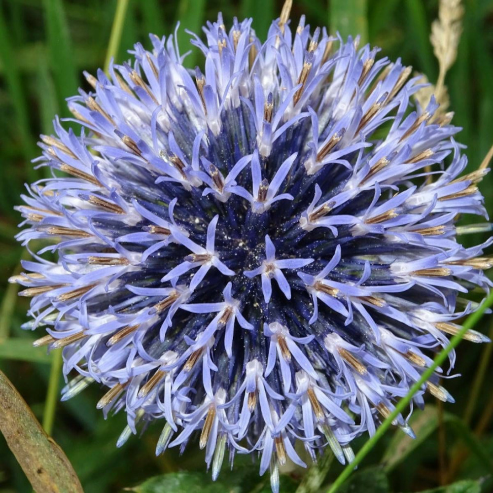 Boule azurée ritro, echinops lot de 9 godets