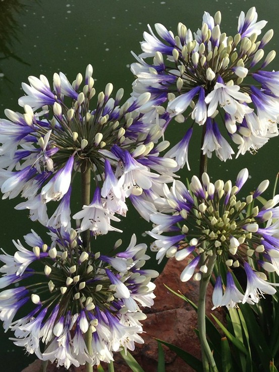 Agapanthe 'twister' pot de 1,5l/2l