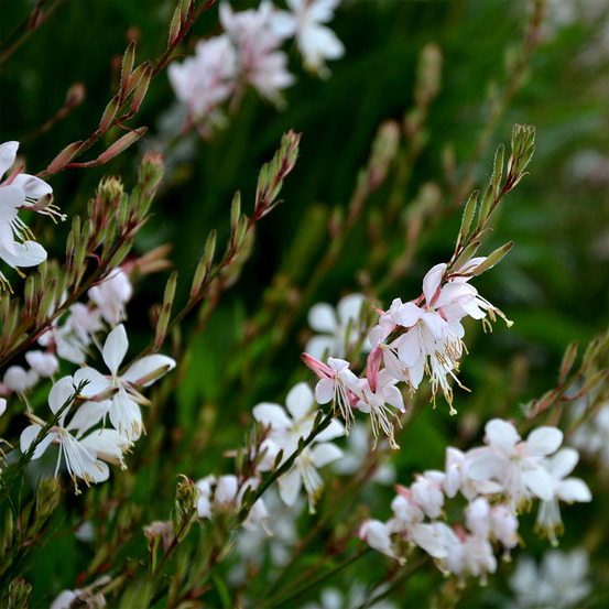 Gaura de lindheimer 'summer breeze' godet de 8/9 cm