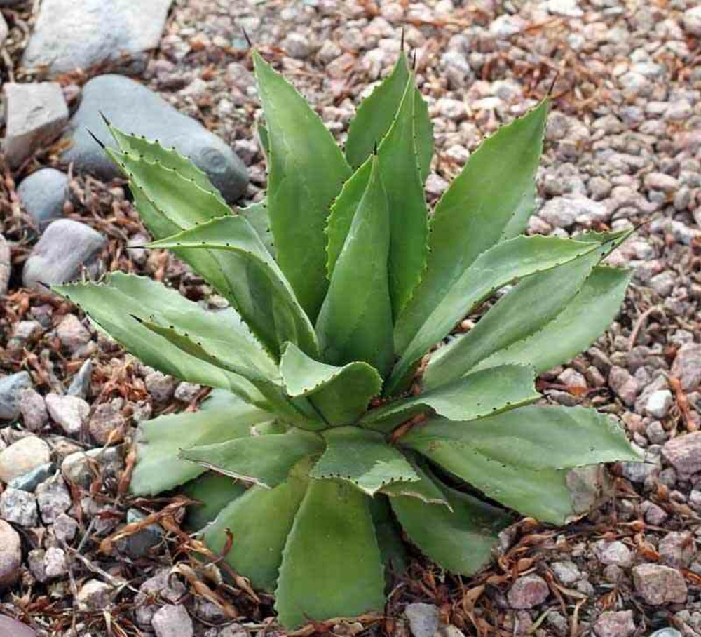 Agave chiapensis pot de 5 litres -et violet