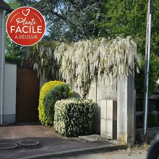 Glycine de chine 'alba' - wisteria sinensis 1,5l - 40/60cm