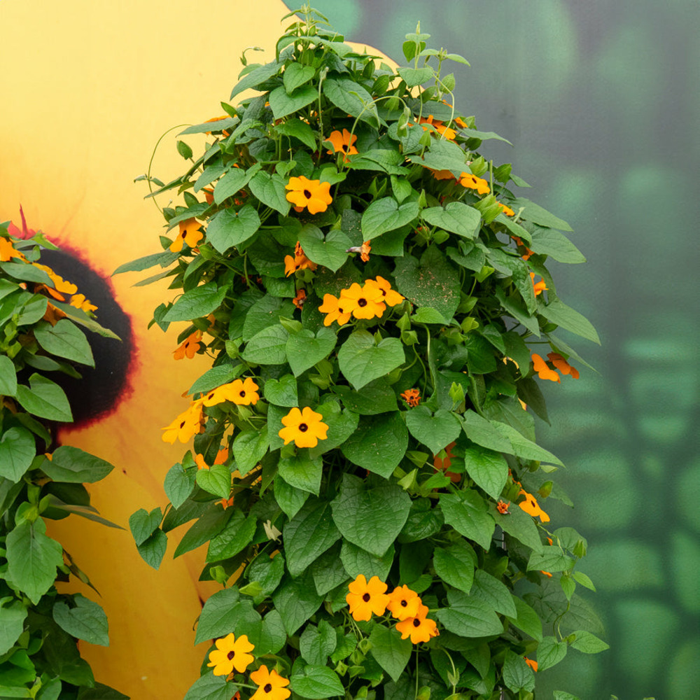 Suzanne aux yeux noirs orange - le pot / ø 10.5cm, vendu par lot de 2