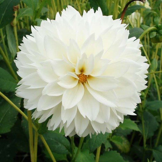 Dahlia décoratif 'myama fubuki' bulbe calibre i