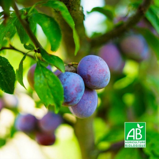 Prunier 'Quetsche d'Alsace' BIO…