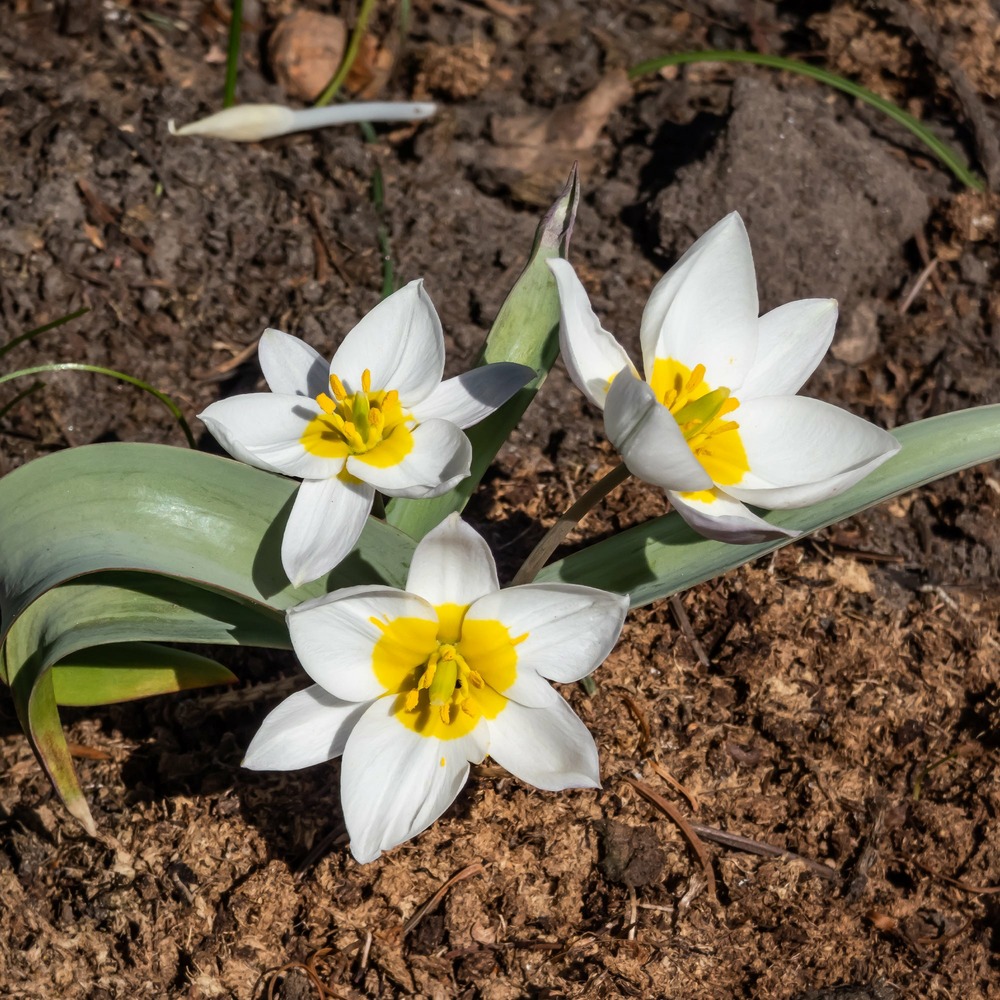 10 tulipes botaniques polychroma - le sachet de 10 bulbes / ø 12cm