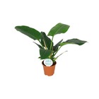 Plante d'intérieur - philodendron imperial green 40.0cm