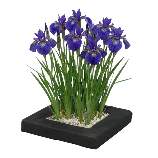 Îlot végétal pour bassin iris blue lot de 4 plantes