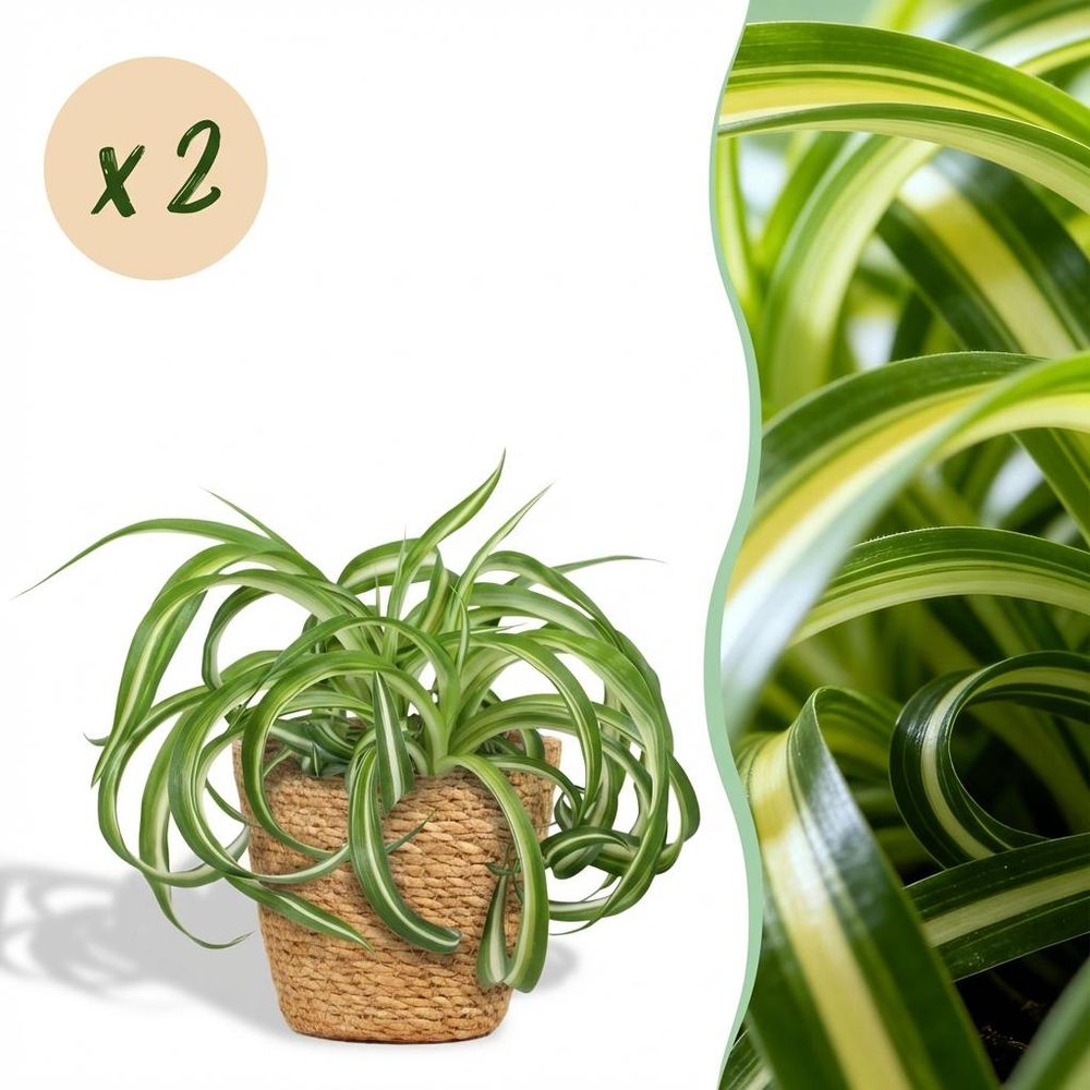 Chlorophytum comosum bonnie - pet-friendly - pot de 12cm - hauteur 20cm - plantes d'intérieur