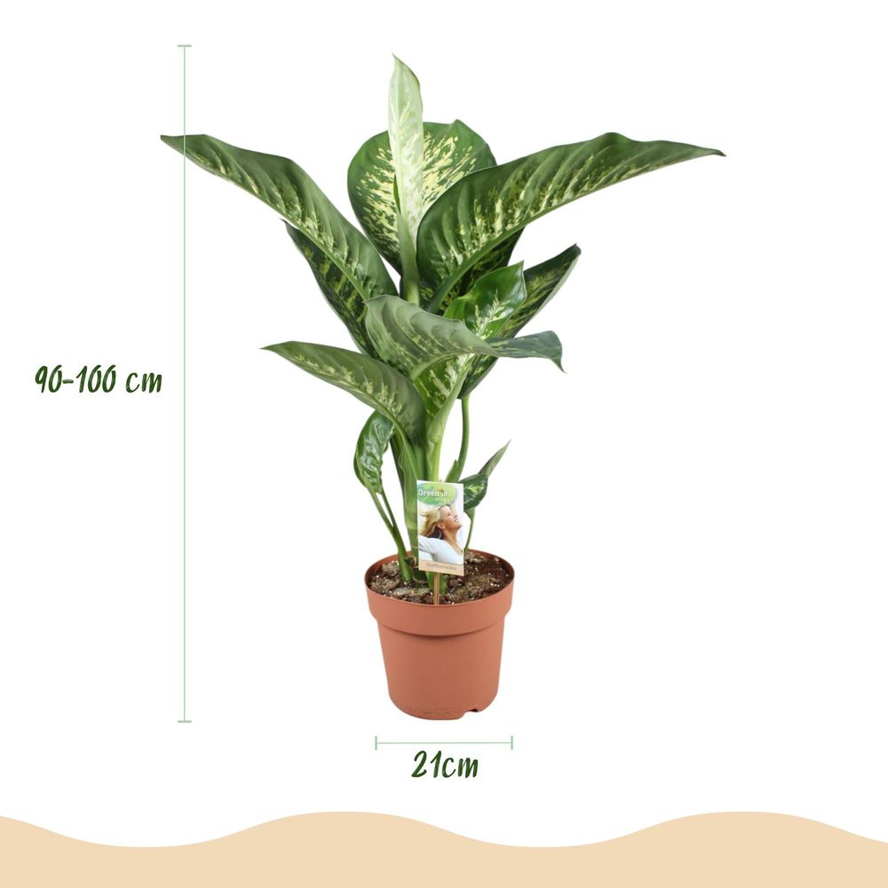 Diefenbachia tropic snow - dieffenbachia - pot de 21cm - hauteur 90-100cm