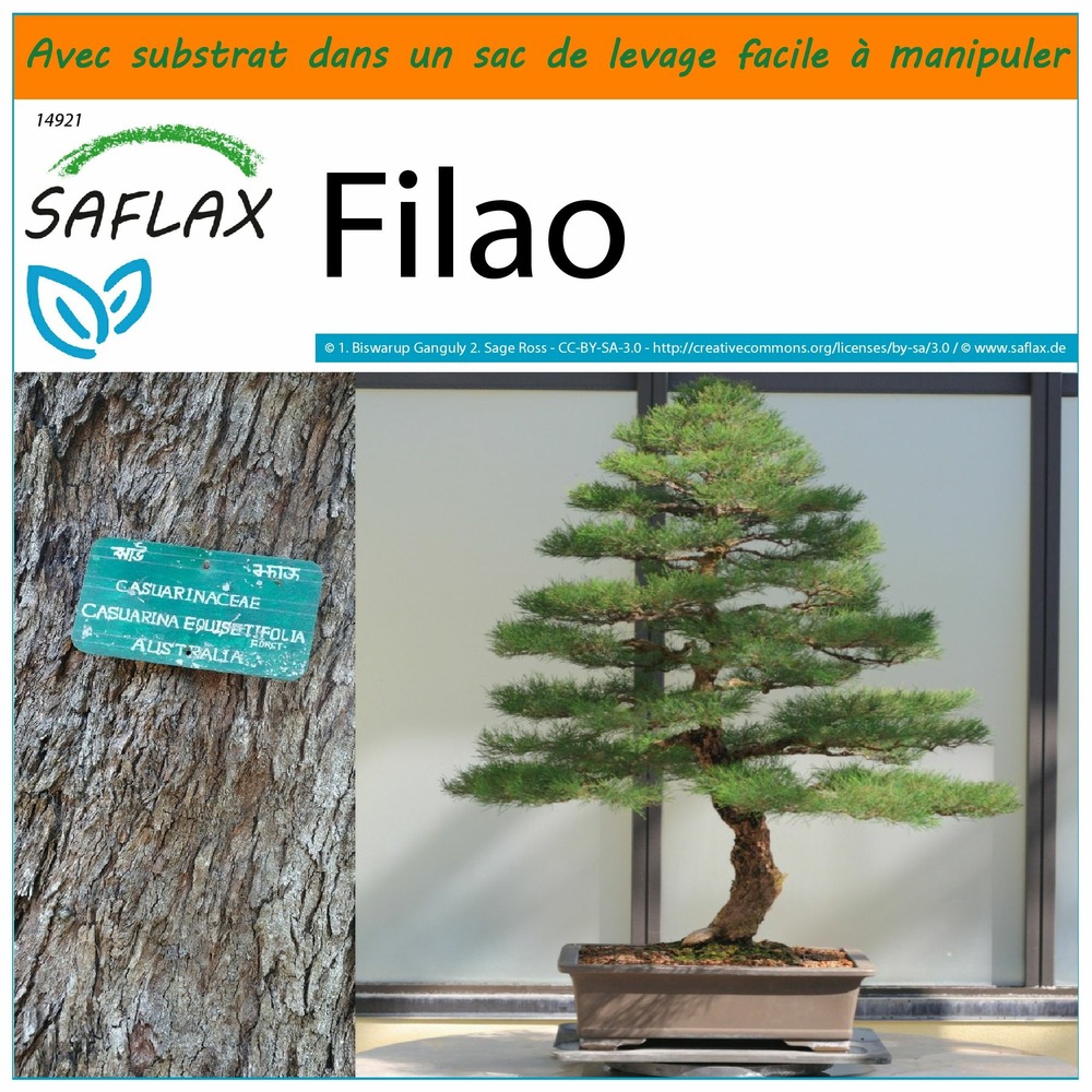 Garden in the bag - filao - 200 graines - casuarina equisetifolia