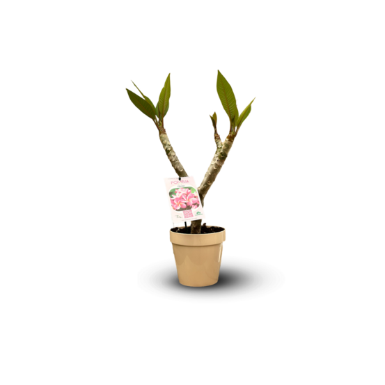 Plumeria rubra frangipanier - plante fleurie - ↕ 40-50 cm - ⌀ 14 cm - plante d'intérieur & extérieur - fleur rose