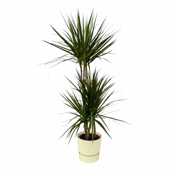 Dracaena marginata et son pot blanc avec reservoir - hauteur 120cm