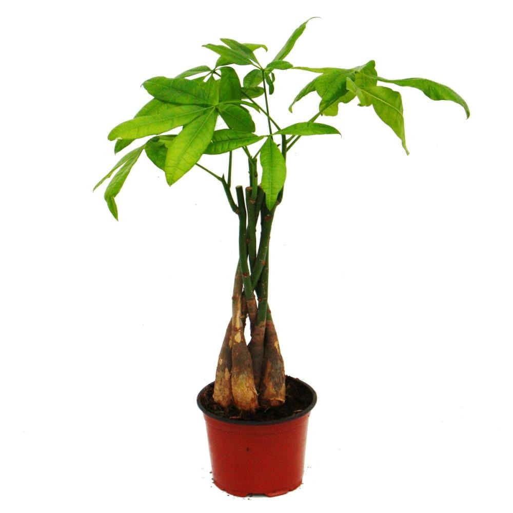 Pachira aquatica, marronnier chanceux - pot de 12cm