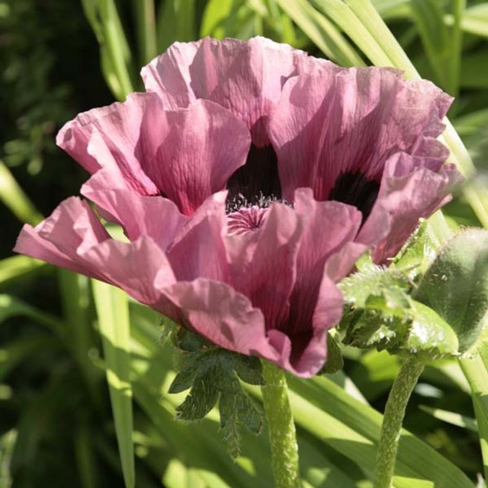 Pavot d'orient 'patty's plum' pot de 2l/3l