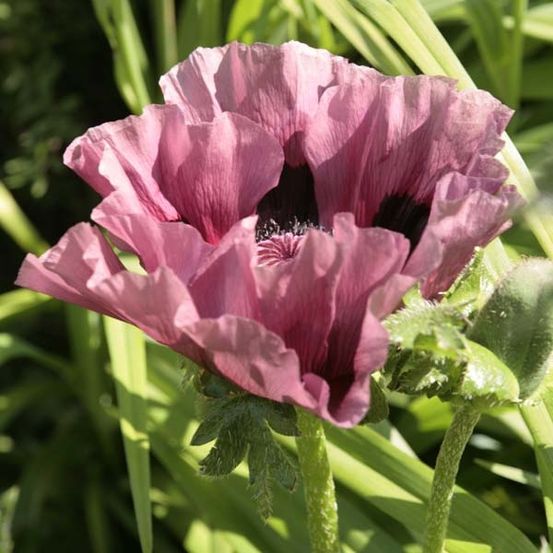 Pavot d'orient 'patty's plum' pot de 2l/3l