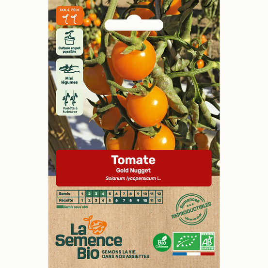 Tomate gold nugget - graines bio