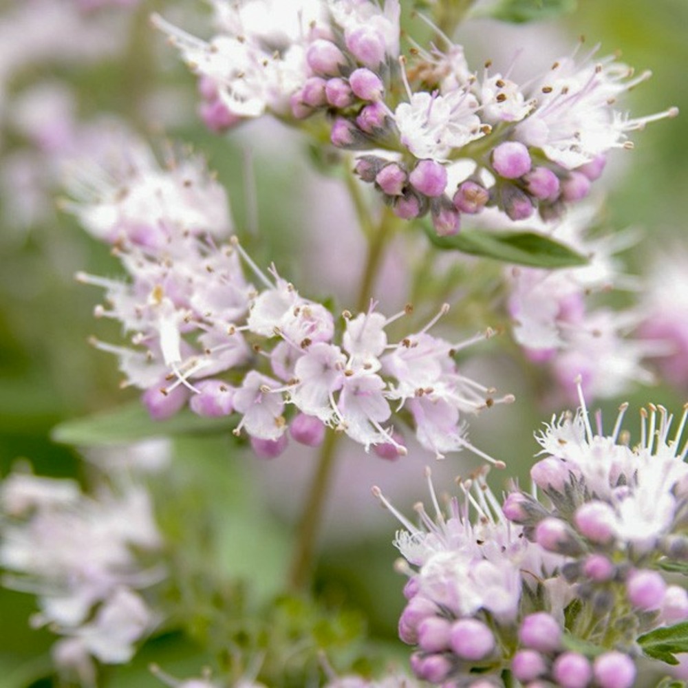 Barbe-bleue, spirée bleue 'pink perfection' pot de 2l/3l